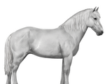 Camargue (breed)