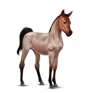 Arabian_Foal_-_Roan.png