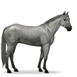Dapple grey horse, Harry Potter Wiki