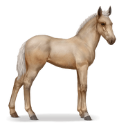 Fohlen Palomino