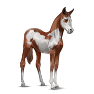 Paint Horse Overo-Fuchsschecke Fohlen