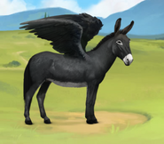 Pegasus Rappe