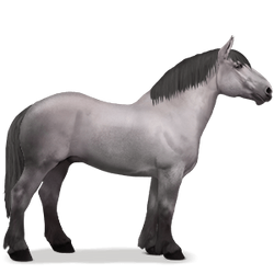 Percheron2