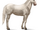 Quarter Horse.Cremello.Altes Design.png