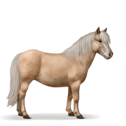 Palomino