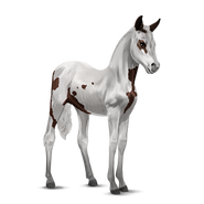 Paint Horse Dunkelfuchs mit Tovero-Scheckung Fohlen