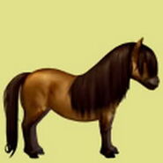 Shetlandpony Falbe Altes Design 2