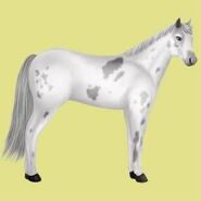 Paint Horse Alte Grafik 2