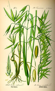Illustration Avena sativa0.jpg