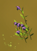 Lobelia 1.png (19 KB)