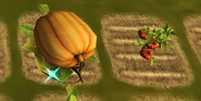 Titan Pumpkin and Titan Tomato