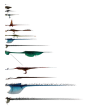 Dragon Sizes.png
