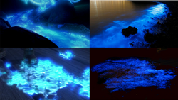 Glowing dinoflagellates