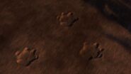 Rumblehorn Footprints 4