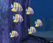 SOD-ShipGraveyard-StripedFish1