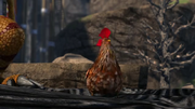 Living on the Edge - Chicken 3