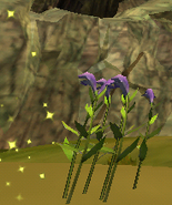 Lobelia 2.png (55 KB)