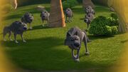 KB - A pack of wolves.jpg