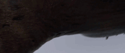 Zippleback iS agile and flexible dragon,