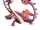 Zesty Zippleback