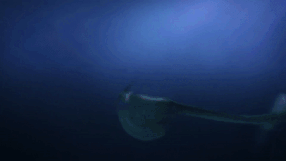 The pond saves the Seashocker.gif