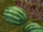 Watermelon (Franchise)