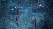 Bloodvein eel in water