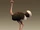 Ostrich
