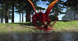 Edgewing taking a drink