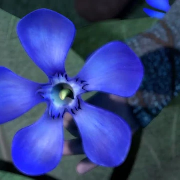 pix Purple Blue Oleander blue oleander how to train your