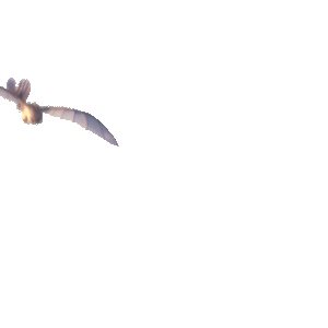 Gallery Light Fury Character Promotional Material How To Train Your Dragon Wiki Fandom Half light fury half razor whip. how to train your dragon wiki