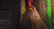 Chickenisnotamused