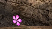 Bitterweed 5.png (2.99 MB)