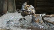 Wingnut season 6 (13).png