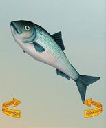 SOD-Herring1