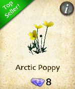 Arctic Poppy