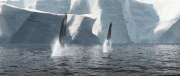 The amazing jump from the water.gif