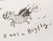 Hogfly4