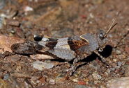 Blue winged grasshopper (Oedipoda caerulescens) male Charles J Sharp