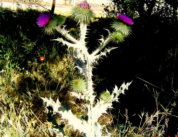 Cardo borriqueño - Onopordum acanthium | Wiki Hoyo de Manzanares | Fandom