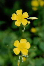 OXALIS CORNICULATA-STRICTA-2