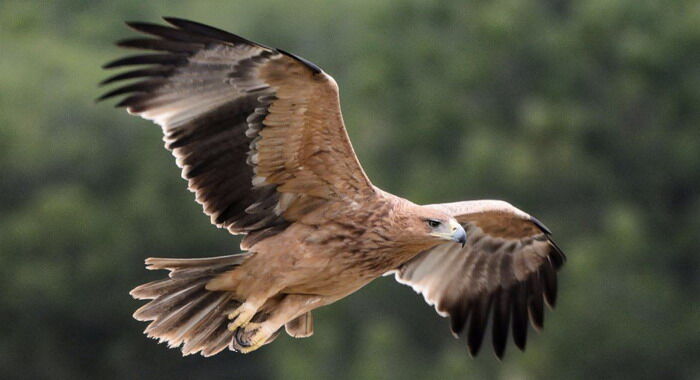 Águila imperial ibérica - Aquila adalberti | Wiki Hoyo de Manzanares |  Fandom