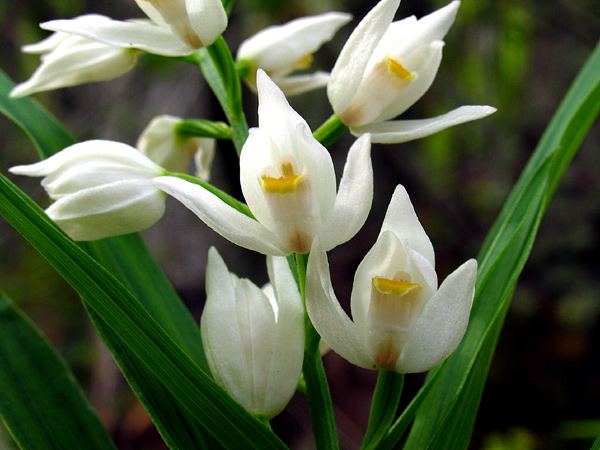 Orquídea blanca - Cephalanthera longifolia | Wiki Hoyo de Manzanares |  Fandom