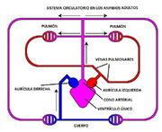 Sistema circulatorio en los anfibios PD