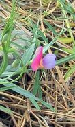 LATHYRUS CLYMENUM