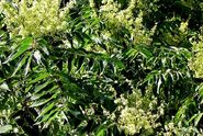 AILANTHUS ALTISSIMA 09-06-06 9-53-06