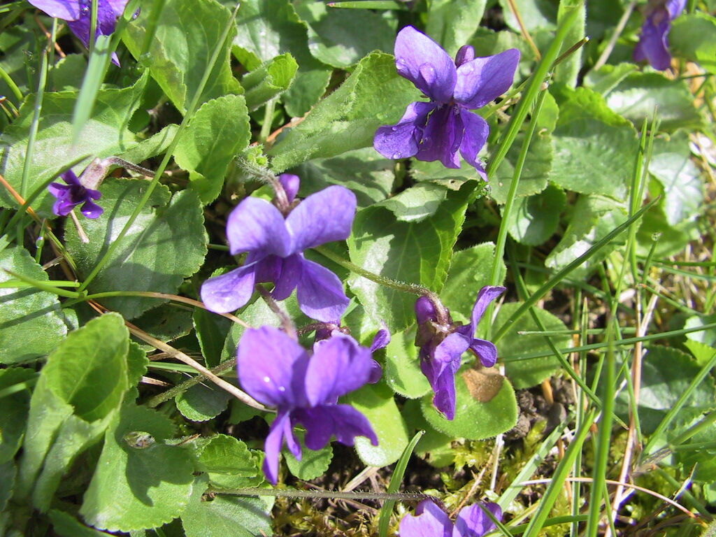 Violeta común - Viola odorata | Wiki Hoyo de Manzanares | Fandom