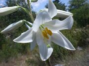 LILIUM LONGIFLORUM-4