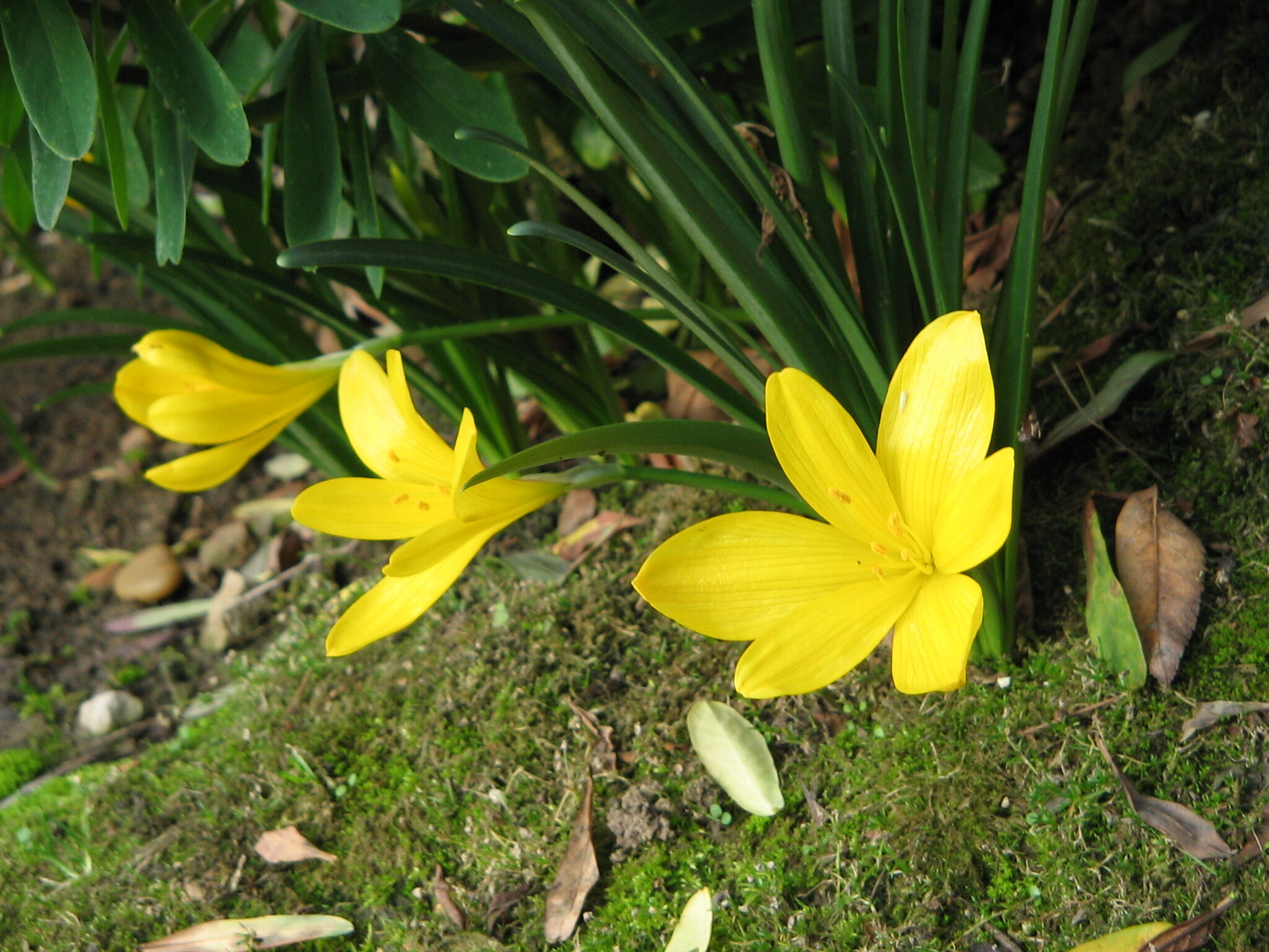 Azucena amarilla - Sternbergia lutea | Wiki Hoyo de Manzanares | Fandom