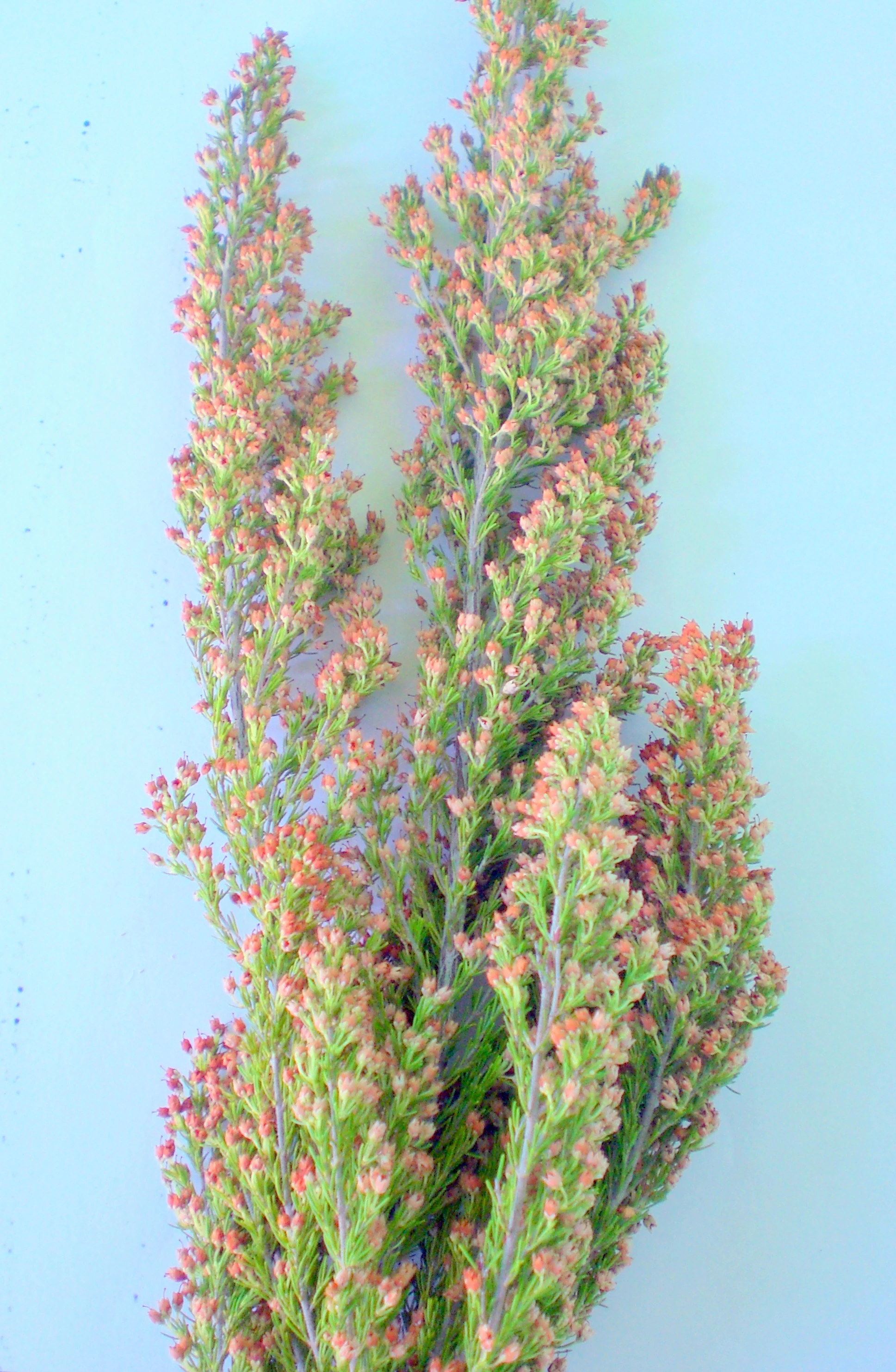 Brezo de escobas - Erica scoparia | Wiki Hoyo de Manzanares | Fandom, image size:1937x2967